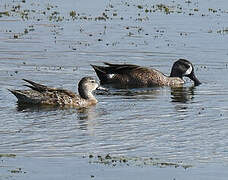 Blue-winged Teal