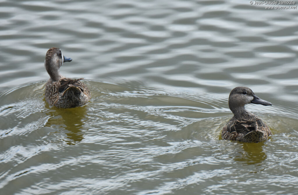 Blue-winged Tealadult