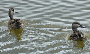 Blue-winged Teal