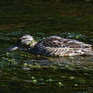 Sarcelle à ailes vertes