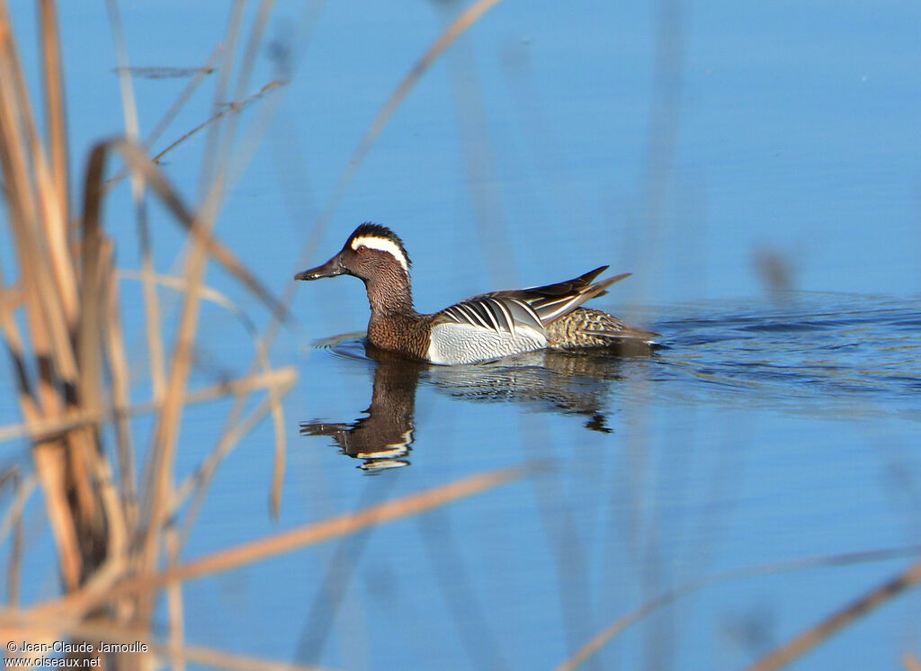 Sarcelle d'été