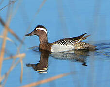 Garganey