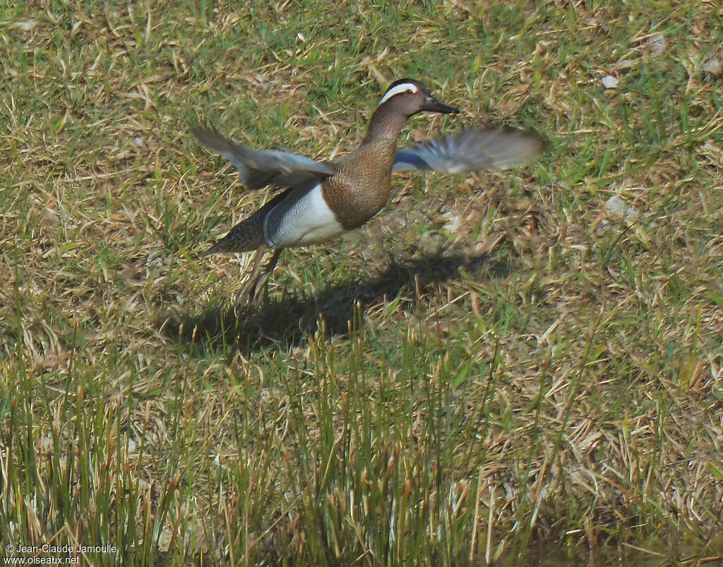 Garganey