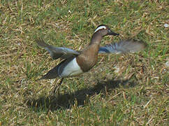 Garganey