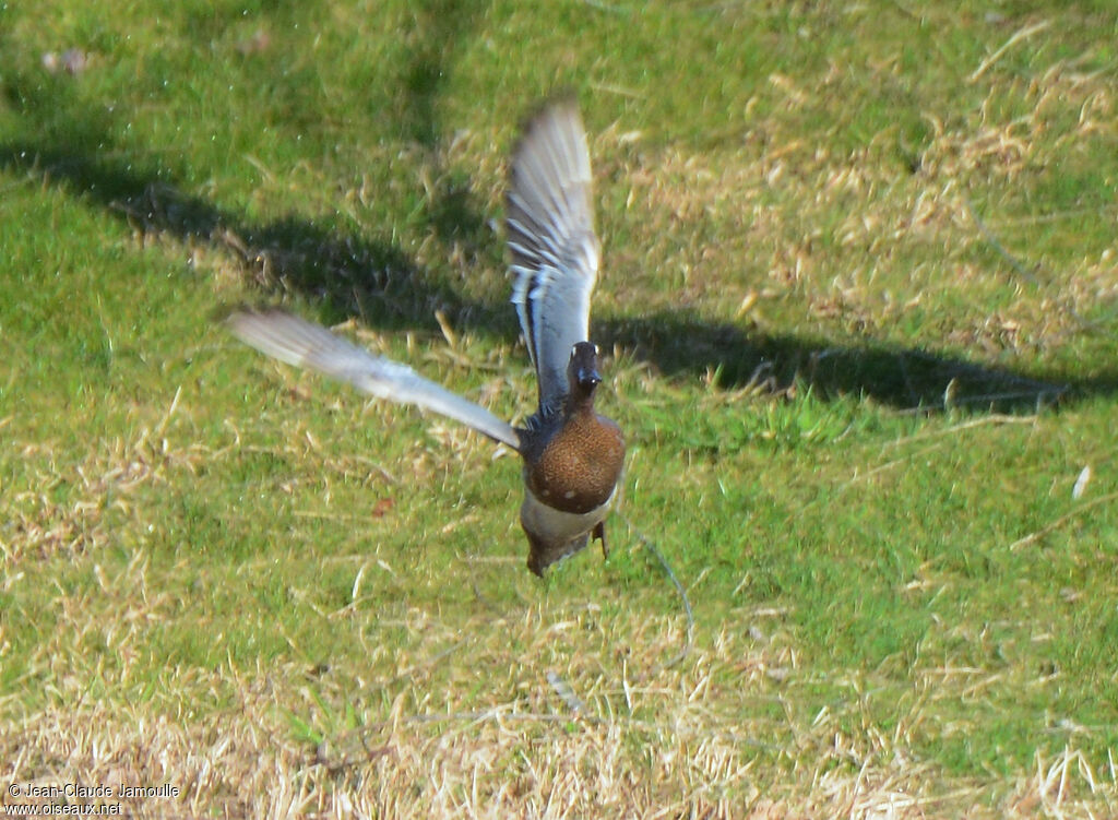 Garganey