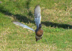 Garganey