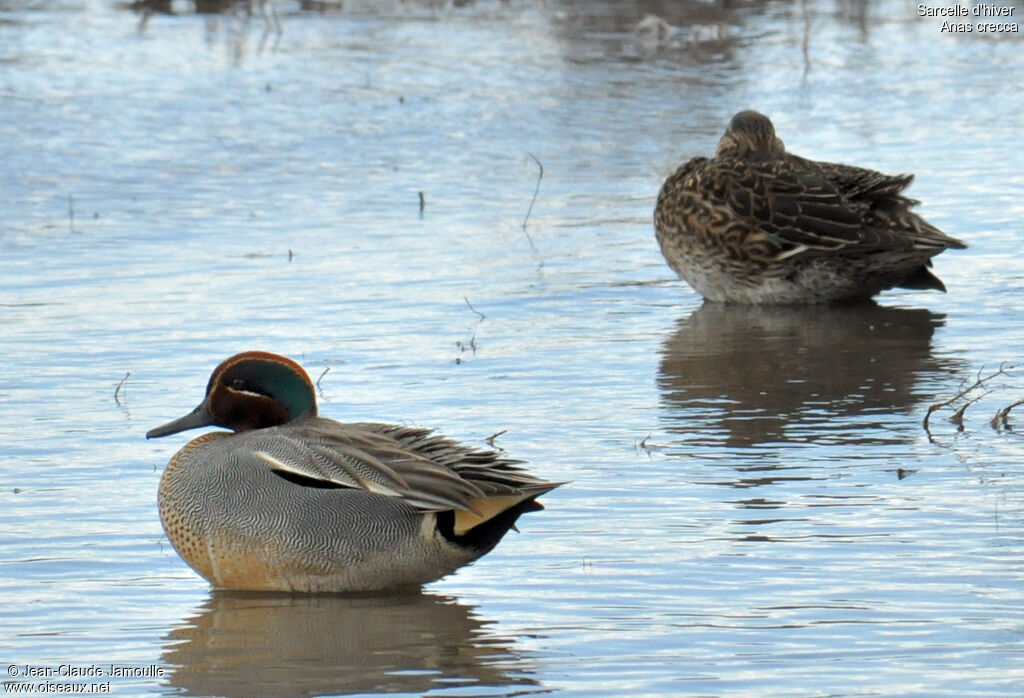 Eurasian Teal , Behaviour