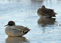 Eurasian Teal