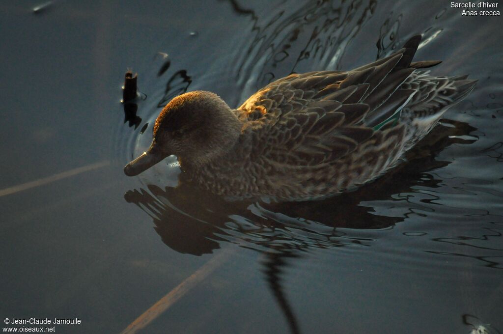 Eurasian Teal female