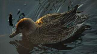 Eurasian Teal