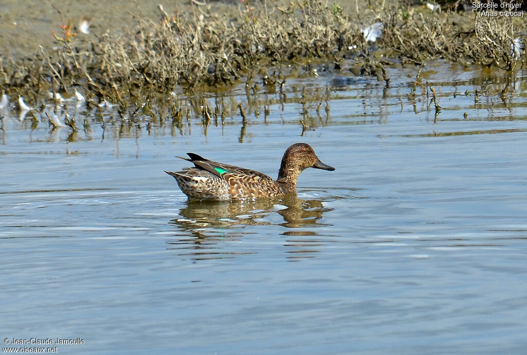 Eurasian Teal female