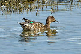 Eurasian Teal