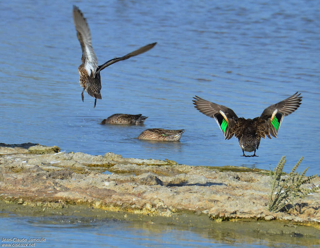 Eurasian Tealadult, pigmentation, Flight