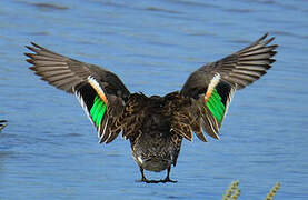 Eurasian Teal