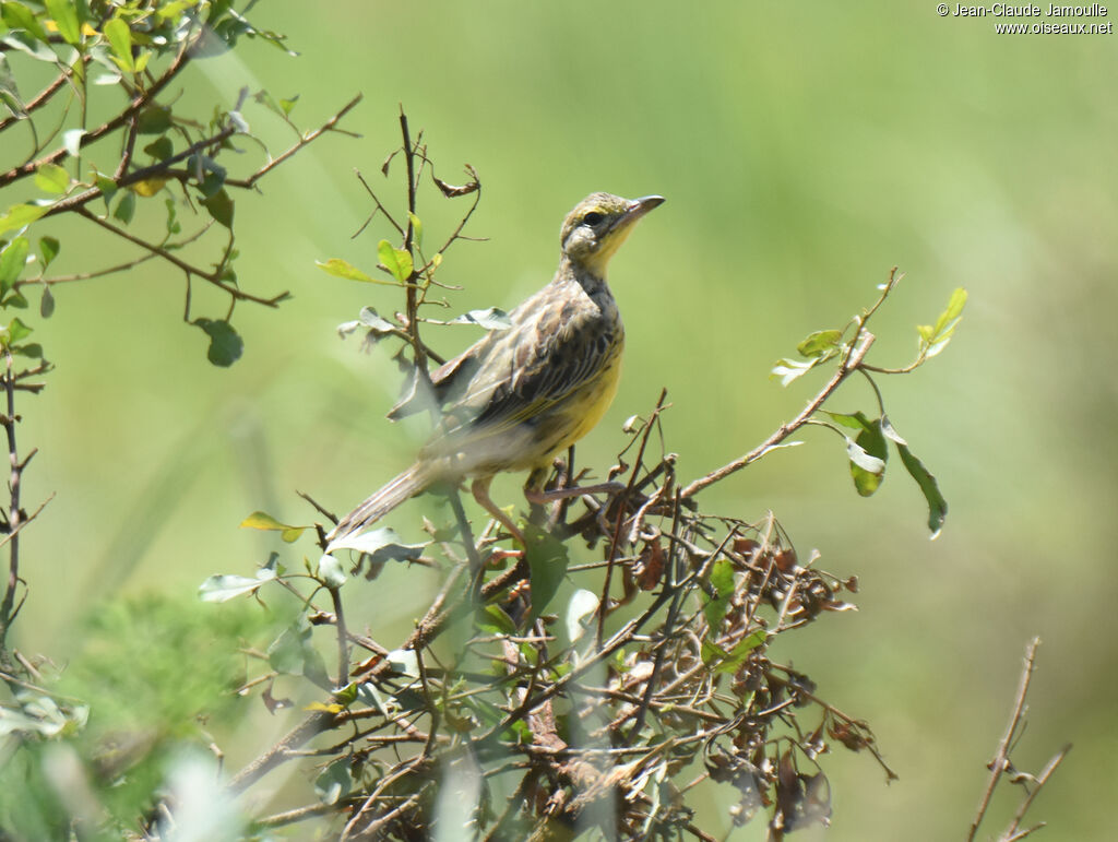 Yellow-throated Longclawimmature