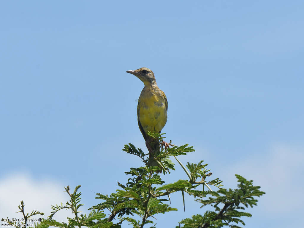 Yellow-throated Longclawimmature