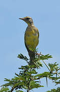 Yellow-throated Longclaw