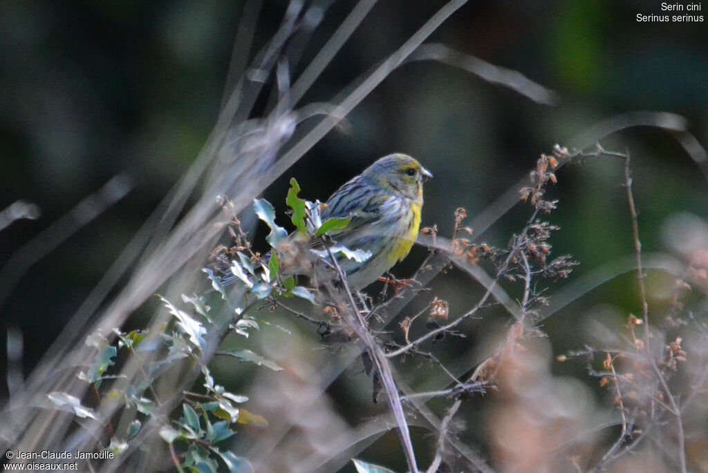 European Serin male adult, feeding habits