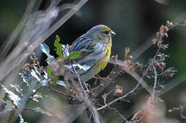 European Serin