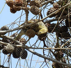 Serin cini