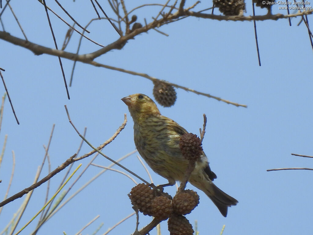 Serin cini femelle