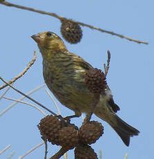 Serin cini