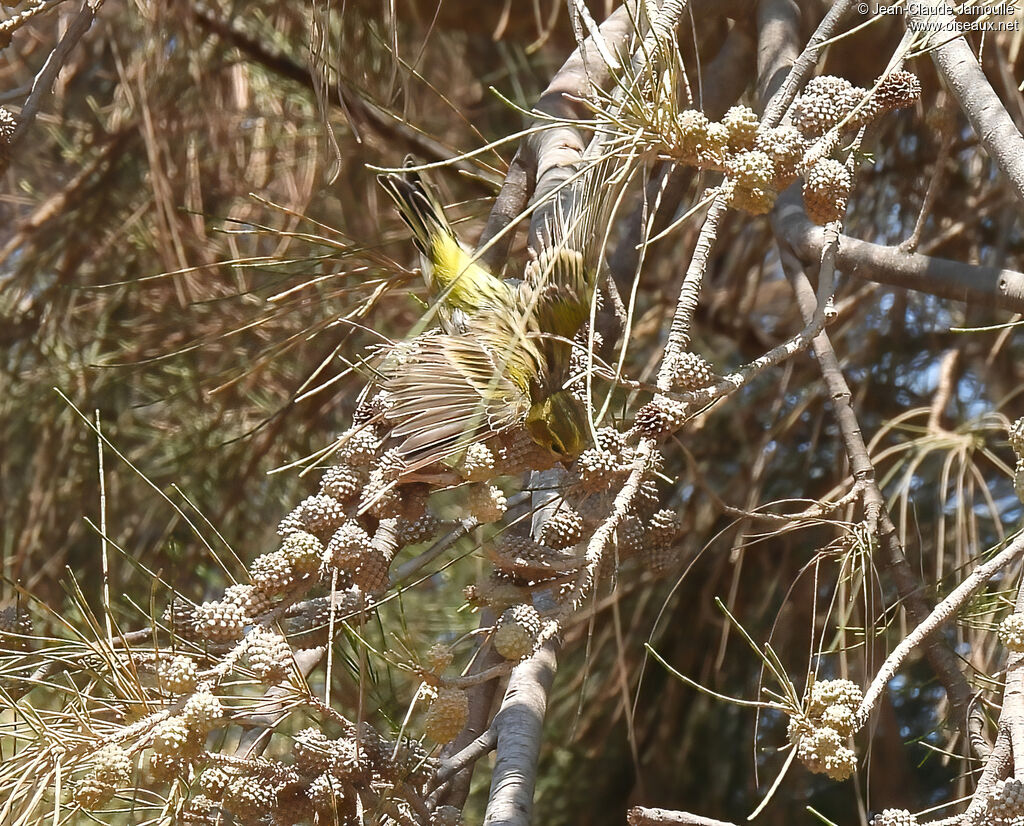 European Serin