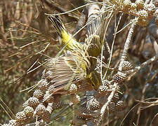 European Serin