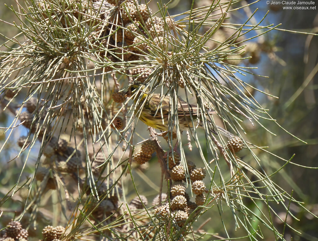 Serin cini