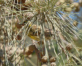 Serin cini