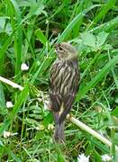 European Serin