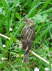 Serin cini