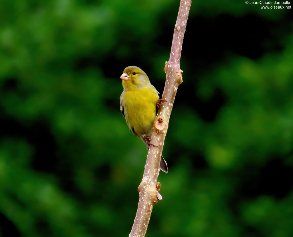 Serin des Canaries