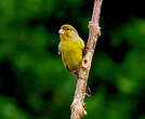 Serin des Canaries