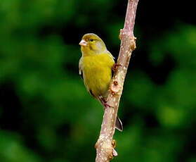 Serin des Canaries