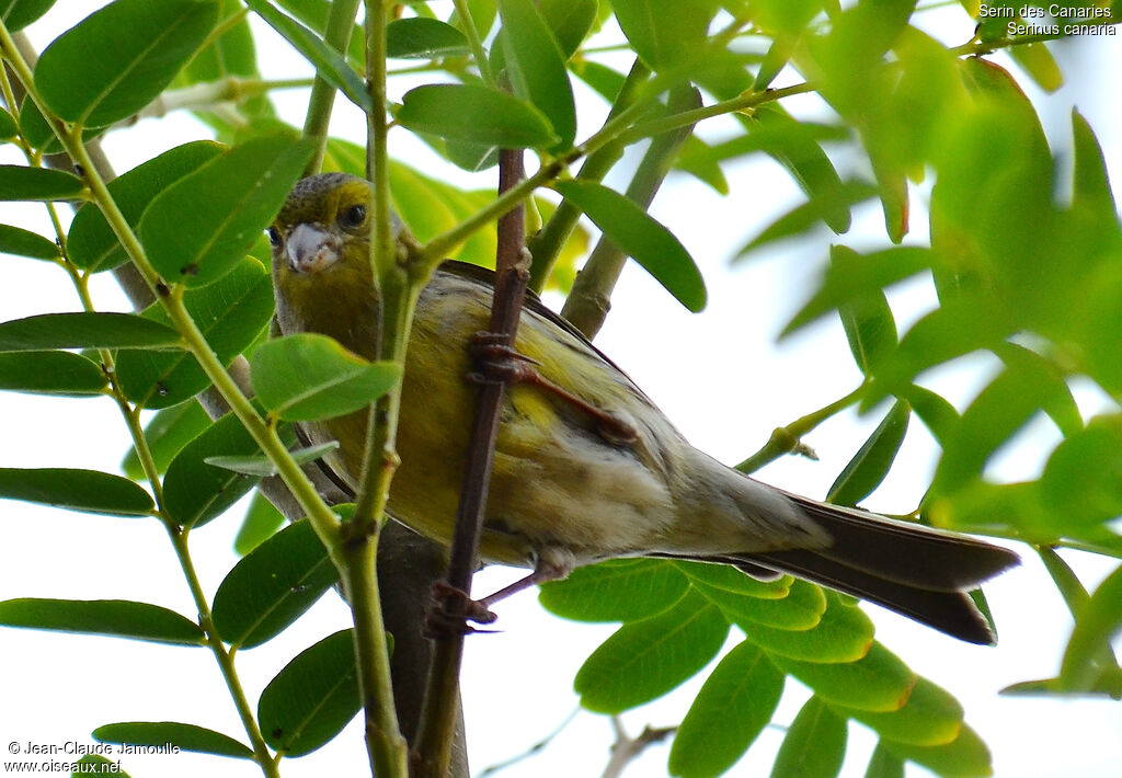 Atlantic Canary, feeding habits, Behaviour