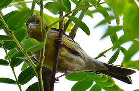 Serin des Canaries