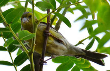 Serin des Canaries