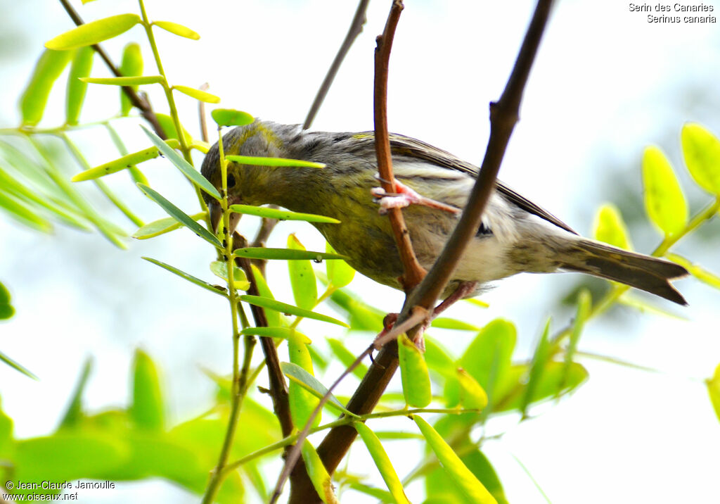 Serin des Canaries femelle, régime, Comportement