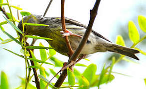 Atlantic Canary