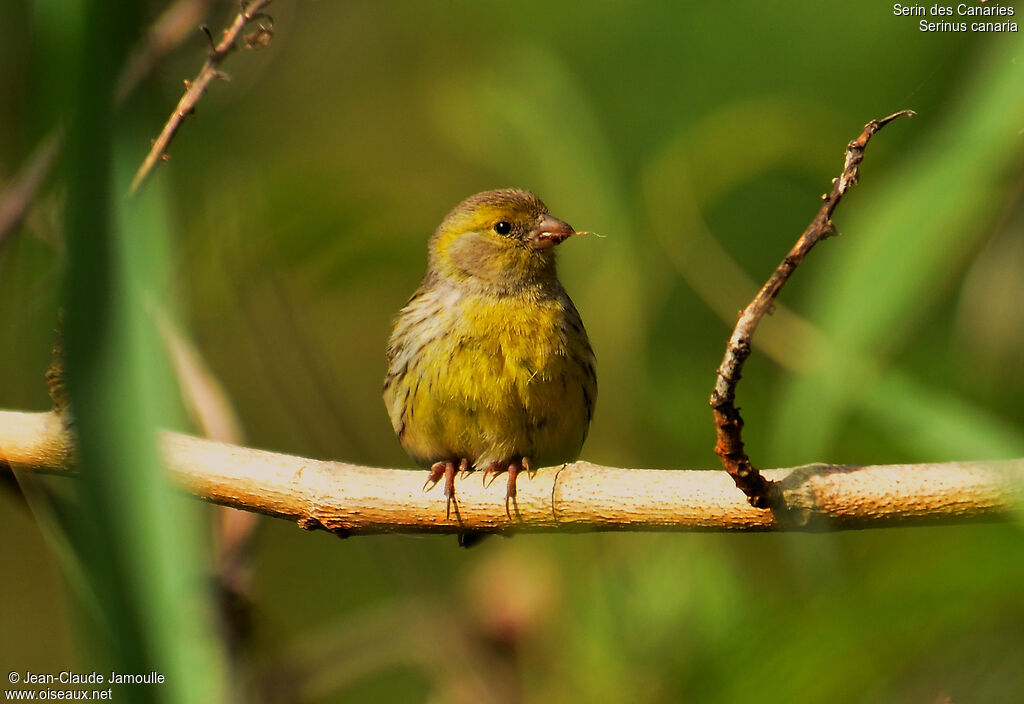 Serin des Canaries, identification