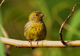 Serin des Canaries