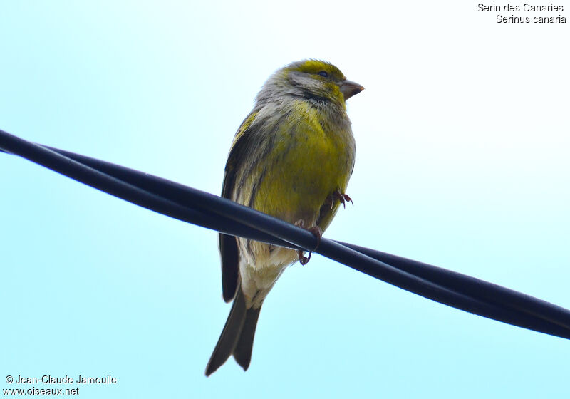 Serin des Canaries femelle, identification