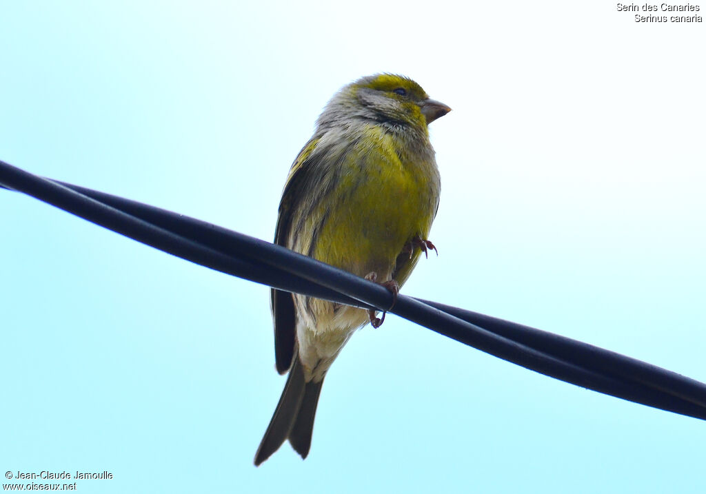 Serin des Canaries femelle, identification