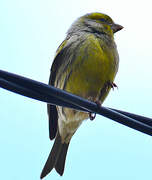 Serin des Canaries