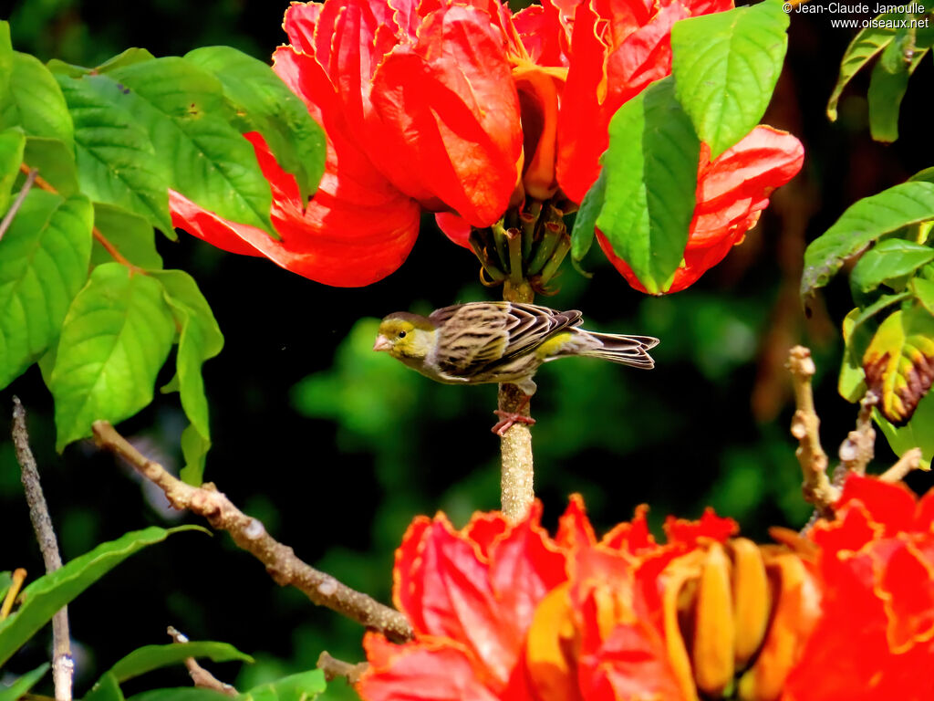 Serin des Canaries