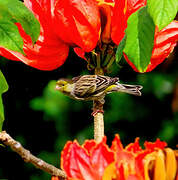 Serin des Canaries