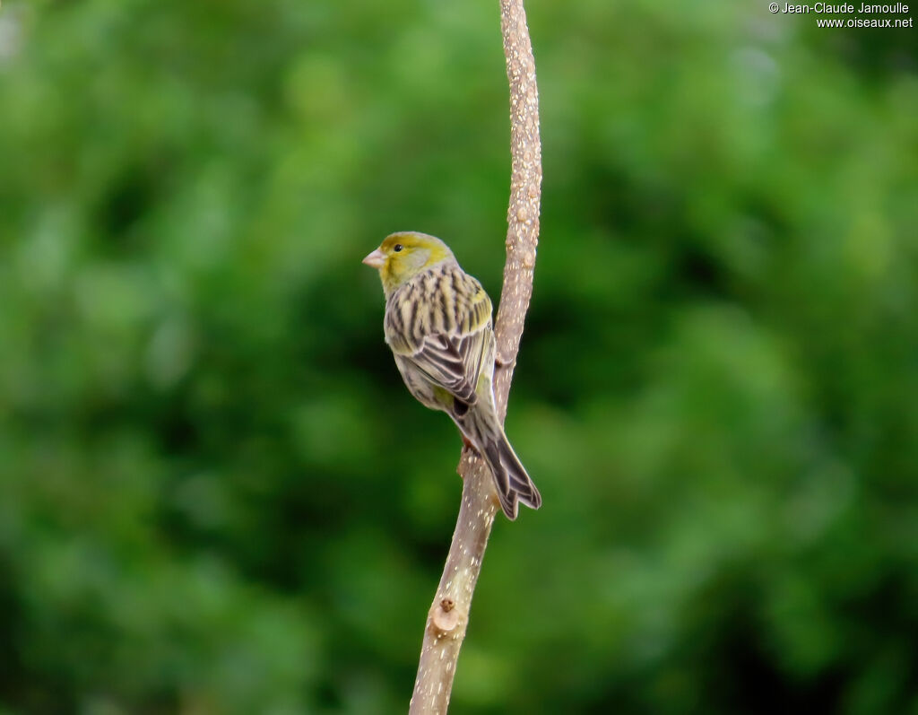 Serin des Canaries