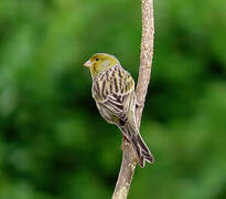 Serin des Canaries