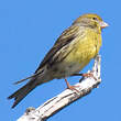Serin des Canaries